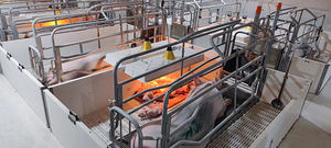 Stile europeo H-tipo suino scrofa cassa per parto nuova condizione acciaio zincato a caldo gabbie per animali in plastica per suini scrofa - Product Image 6