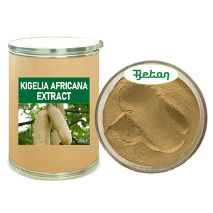 <span class=keywords><strong>Poudre</strong></span> d'extrait <span class=keywords><strong>de</strong></span> fruit <span class=keywords><strong>de</strong></span> <span class=keywords><strong>Kigelia</strong></span> Africana pure et naturelle pour soins <span class=keywords><strong>de</strong></span> la peau, vente en gros, produit très demandé - Product Image 1