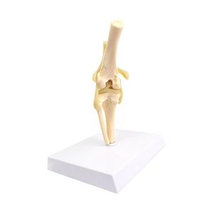 Perro rodilla articulación hueso modelo flexión ligamento pierna modelo anatómico médico perro hueso estructura modelo <span class=keywords><strong>canino</strong></span> Animal <span class=keywords><strong>esqueleto</strong></span> - Product Image 5