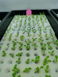 100 Stück/Blatt Garten anbau Pflanze Weißes Gemüse Kinderzimmer Töpfe Klon kragen Schwamm Bodenlose Kultur Pflanzung Hydro ponic