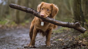 <span class=keywords><strong>2025</strong></span> Xách Tay Mini Không Dây Định Vị 'Tìm Thấy Thẻ của tôi' Bt Thời Gian Thực <span class=keywords><strong>GPS</strong></span> Tracker Báo Động Cá Nhân Cho Trẻ Em Và Vật Nuôi Xu Hướng Sản Phẩm - Product Image 6