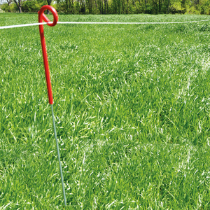 Pigtail de paso-En de granja y pastos - Product Image 2