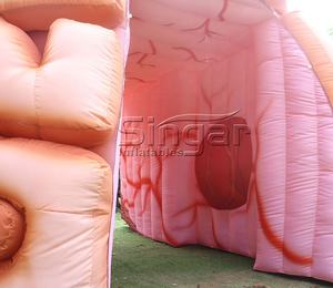 Гигантский человеческий орган, надувная модель мозга для обучения - Product Image 6