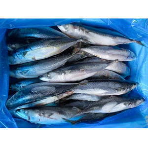 Maquereau du Pacifique surgelé, maquereau frais surgelé, <span class=keywords><strong>poisson</strong></span> surgelé 200-300g, maquereau du Pacifique - Product Image 6