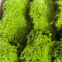 Oreiller en mousse stabilisée naturelle Leucobryum Glaucum, personnalisé en usine, coussin en mousse stabilisée, oreiller en mousse stabilisée, poteau en mousse