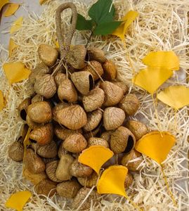 Agitador de mano, agitador de cáscara de semilla Pangi/<span class=keywords><strong>percusión</strong></span> de cáscara de nuez, sonajero tradicional auténtico (natural) - Product Image 2