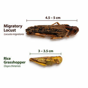 Alimento Liofilizado de Gafate Verde de Alta Proteína de Marca Privada Sino Crown para Reptiles, Peces de Acuario y Mascotas Exóticas - Product Image 2