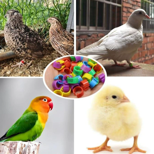 Anillos Ajustables Ecológicos <span class=keywords><strong>de</strong></span> Plástico <span class=keywords><strong>para</strong></span> Aves <span class=keywords><strong>de</strong></span> <span class=keywords><strong>Corral</strong></span>, Estilo Clásico, Anillos Digitales <span class=keywords><strong>para</strong></span> Patas <span class=keywords><strong>de</strong></span> <span class=keywords><strong>Pollo</strong></span>, Pato y Ganso, Año Nuevo Chino - Product Image 6