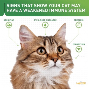 All Natural <strong>Pet</strong> <strong>Supplement</strong> Powder Probiotic Nutritional <strong>Supplement</strong> for Cats with Enterococcus Faecium, Lactobacillus Acidophilus - Product Image 3