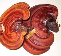 Champignons Reishi séchés chinois, Ganoderma lucidum, marque privée, cultivés à l'état sauvage, récolte naturelle, tincture santé, champignons Shiitake