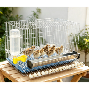 Sistema <span class=keywords><strong>de</strong></span> Jaulas Modulares Resistentes a la Oxidación para el Transporte <span class=keywords><strong>de</strong></span> Huevos <span class=keywords><strong>de</strong></span> Aves, Diseñado para una Gestión Agrícola <span class=keywords><strong>de</strong></span> Alta Eficiencia - Product Image 1