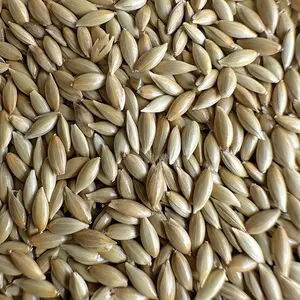 Produtos para animais de estimação Alimentos sementes de canários para pássaros sementes de alimentação de canários sementes de canários