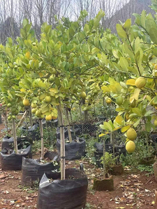 HOKBG personalizado negro precio barato PP tejido planta flor vegetal árbol plántulas Bolsa duradera bolsa de cultivo - Product Image 2