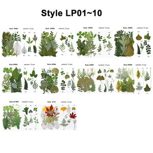 Planta herbílio para moldura de folhas prensadas, com pinças para scrapbooking, acessórios de velas diy, artesanato de joias - Product Image 6