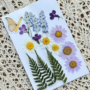 Fleurs séchées pressées pour enfant, nouveau Design, Art DIY, papillon et <span class=keywords><strong>plantes</strong></span> sèches, fleurs naturelles 2022 - Product Image 3