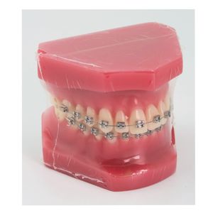 Dentaire Typodont Dents Modèle D'étude Modèle Orthodontique avec Supports En Métal - Product Image 1