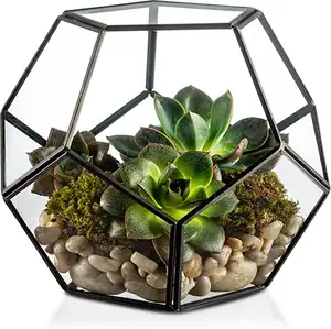 Plant <span class=keywords><strong>Terrarium</strong></span> Home und Hochzeits dekor Glas <span class=keywords><strong>Art</strong></span> Deco <span class=keywords><strong>Terrarium</strong></span> Luft pflanze Luxus <span class=keywords><strong>Terrarium</strong></span> - Product Image 1
