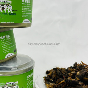 Grillons noirs en conserve pour les animaleries - Remises en gros, emballage personnalisé avec logo - Product Image 5