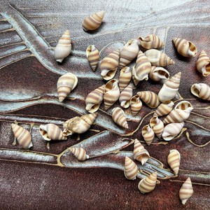 100 шт. ракушки 1,2-2,5 см золотистые БЕЛЫЕ РАКУШКИ каури для продажи - Product Image 5