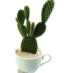 Hot bán cây xương rồng chiết xuất opuntia ficus-indica chiết xuất - Product Image 3