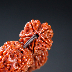 Bodhi Seed <b>Bracelet</b> 2.0 Five Petal Machine Brushed Red Flesh Coarse Veins Hand Polished Religious Ceremony Jewelry Unisex Gift - Product Image 2
