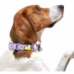 스카이누오 오리지널 제조업체 패션 골드 버클 PVC 방수 반려동물 강아지 고양이 목줄 및 리드줄 세트 맞춤형 참 장식 귀여운 - Product Image 5