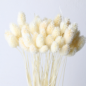 Hierba de Cola de Perro Seca al por Mayor, Flor de Phalaris Seca Barata para Decoraciones de Graduación, Día del Padre y Halloween - Product Image 6