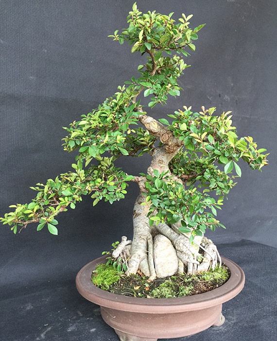 Shop Wholesale Bonsai Trees from China - Perfect for Any Space