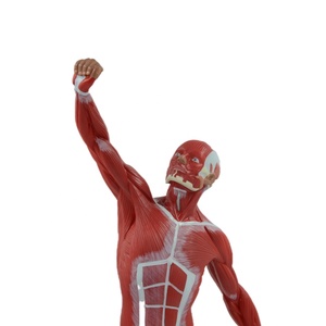 Modelo anómico personalizado, muestra los músculos superficial del <span class=keywords><strong>cuerpo</strong></span> <span class=keywords><strong>humano</strong></span> - Product Image 2
