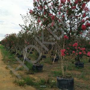 HOKBG anti-uv azienda agricola all'aperto ad alta resistenza 45 50 60 200 gallone grande PP tessuto piante nere da giardino per grape mirto - Product Image 3