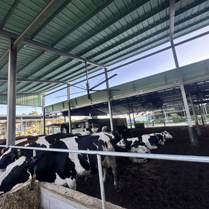 Ventilatore Industriale HVLS per Allevamento di Animali, Pollame, Mucche, Maiali e Pecore - Product Image 3