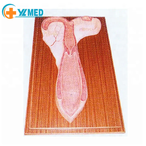 Modelo de Anatomia Animal em Fibra de Vidro para Exibição em Faculdades de Medicina - Modelo de Útero de Ovelha - Product Image 4