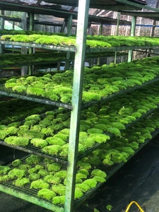 Natural Preserved <strong>Bun</strong> <strong>Moss</strong> Wall Preserved Pole <strong>Moss</strong> Preserved Pole <strong>Moss</strong> - Product Image 5