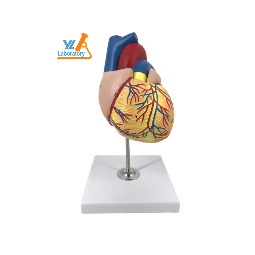 Scienza medica modello di anatomia umana materia di risorse didattiche cuore umano bypass formazione modello didattico