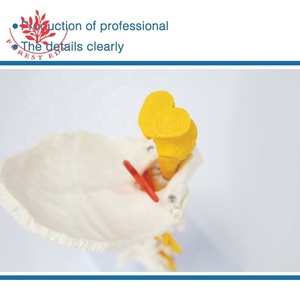 Modelo <span class=keywords><strong>Cervical</strong></span> Humano, Ciencia Médica, Patología Clínica, Columna <span class=keywords><strong>Cervical</strong></span>, Demostración de Rehabilitación del Tallo Cerebral - Product Image 3