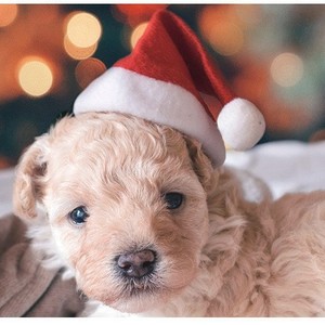 Petit Chapeau de Père Noël Rouge 3D Ajustable pour Chiens Chats - Product Image 1