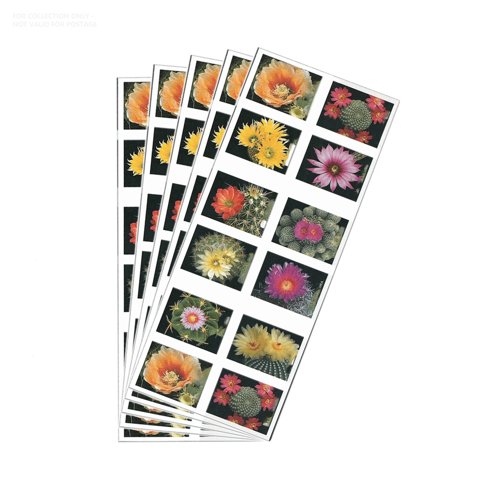 Flores de cactus blancas Y12 2019