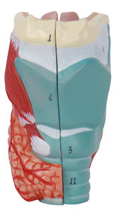 Медицинская наука анатомическая модель дыхательной системы человека - Product Image 6