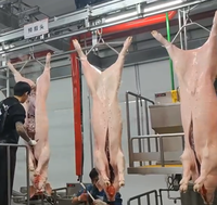 Solution clé en main pour l'abattage des porcs, équipement complet d'abattoir