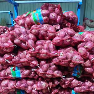 Cebollas Rojas de Alta Calidad, las <span class=keywords><strong>Mejores</strong></span> Verduras Frescas, Peladas y Exportadas, Cebollas Rojas Higiénicas y Frescas - Product Image 4