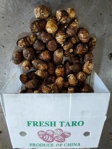 Neue Ernte Frische <span class=keywords><strong>Taro</strong></span> Fabrik Niedriger Preis <span class=keywords><strong>Taro</strong></span> Hohe Qualität Export <span class=keywords><strong>Taro</strong></span> - Product Image 4