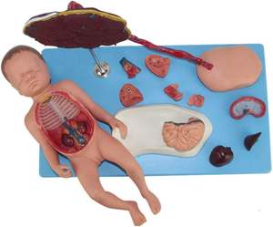 Placental tali Umbilical dan janin terlampir Model Viscera Neonatal anatomi bayi baru lahir tali plasenta umbilikal Model - Product Image 3