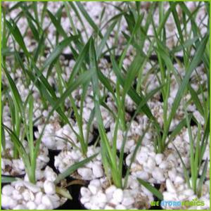 Perlite agricole de qualité supérieure en vrac, 50L 100L, pour l'horticulture, la culture et l'agriculture - Product Image 6