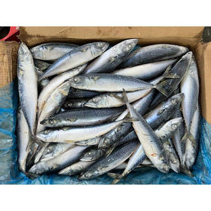 Caballa de pescado congelada Precio al por mayor 10kg Ctn Caballa congelada 300/500P Caballa del Pacífico - Product Image 2