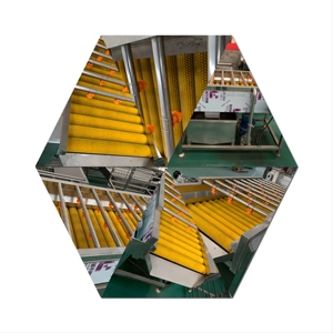 Machine de nettoyage, lavage et pelage de manioc et de pommes de terre de haute qualité, grande capacité et durable, pour la vente en gros - Product Image 4