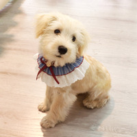Collier pour animaux de compagnie avec nœud en dentelle et perles, serviette anti-salive pour chien et chat, style princesse, foulard pour toutes les saisons