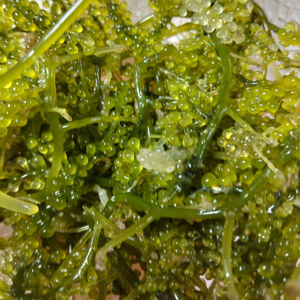 Raisins de mer verts frais, algues comestibles, 100% naturels, stockage à froid, fruits de mer sains, Propinsi Sulawesi Selatan Indonésie - Product Image 2