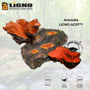 LiGNO AC07 แอนโตรเดีย แคมฟอร์าต้า รับผลิตแบบ OEM ODM ผลิตภัณฑ์เพื่อสุขภาพ ได้รับการรับรองฮาลาลและโคเชอร์ - Product Image 1