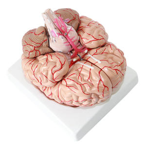 Modello di cervello staccabile con arteria cerebrale modello anatomico di vendita a caldo del cervello umano - Product Image 3