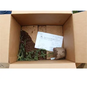 Corrugated Paper Plant Transport Packaging Box Cardboard Suculent packaging box for potted plants